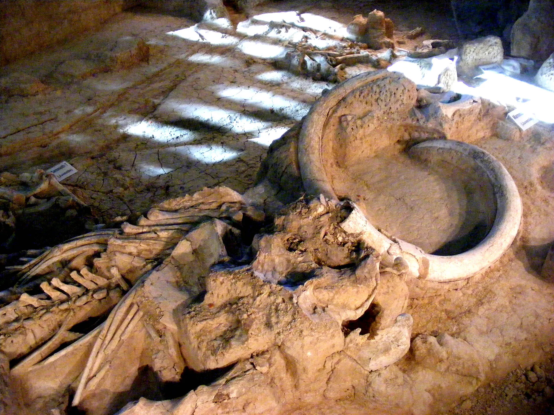 Fossil embedded in the clay
