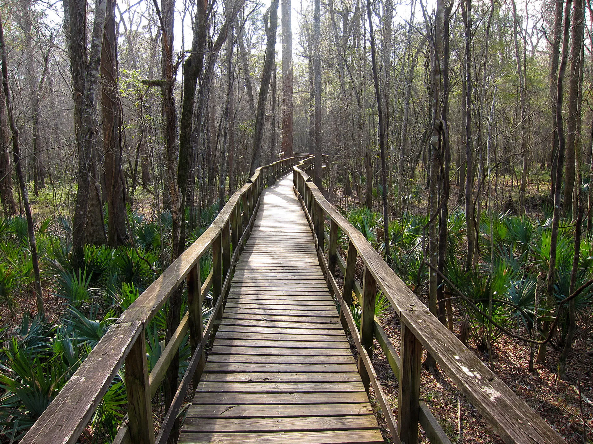 Bridge in woods
