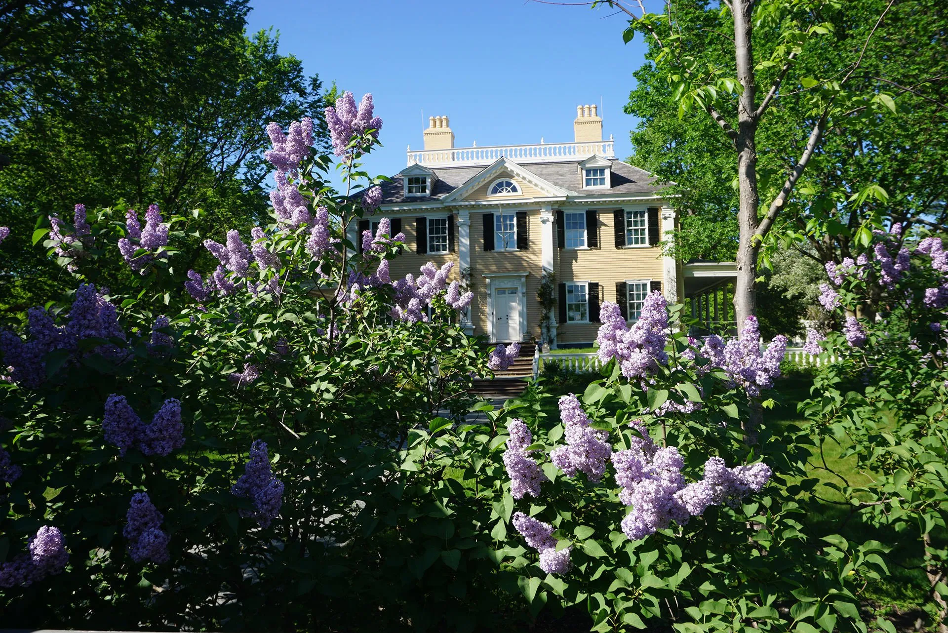 Beautiful flowers at the Longfellow House