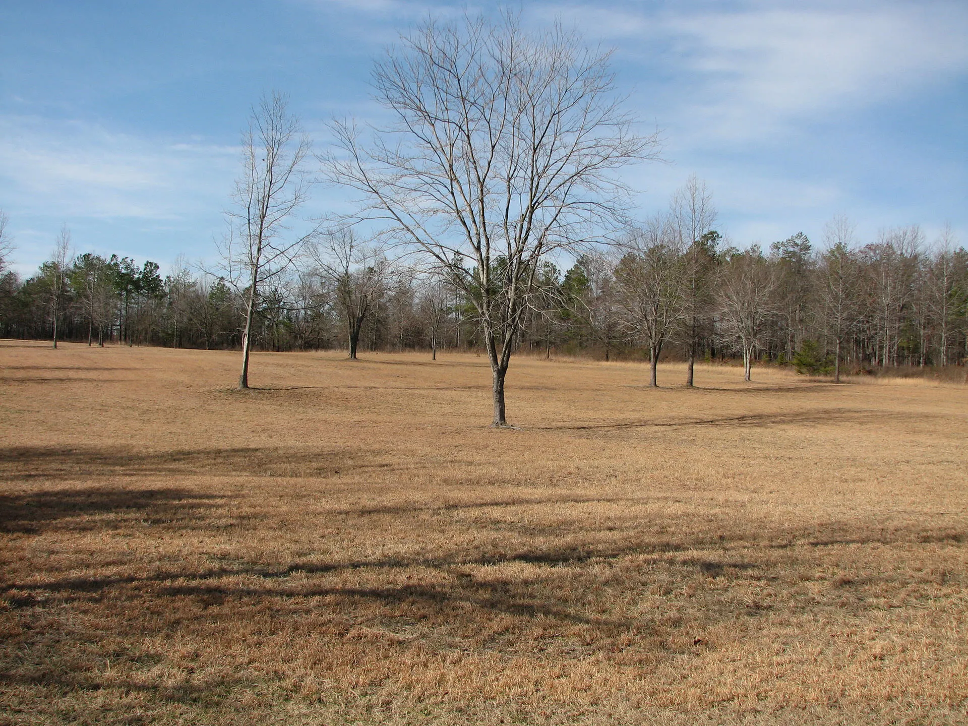 Field with trees