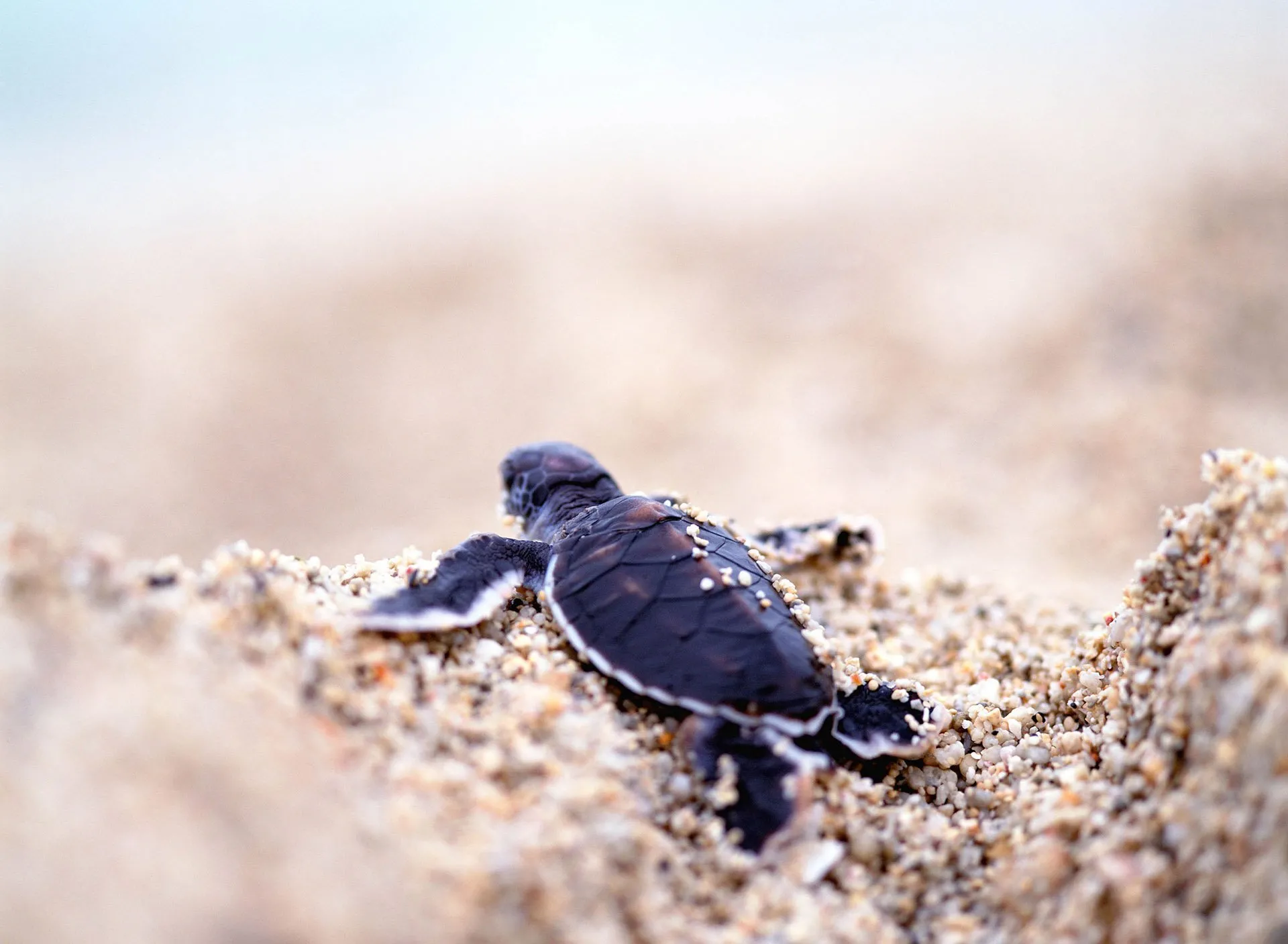 Padre Island National Seashore with baby turtle on sand