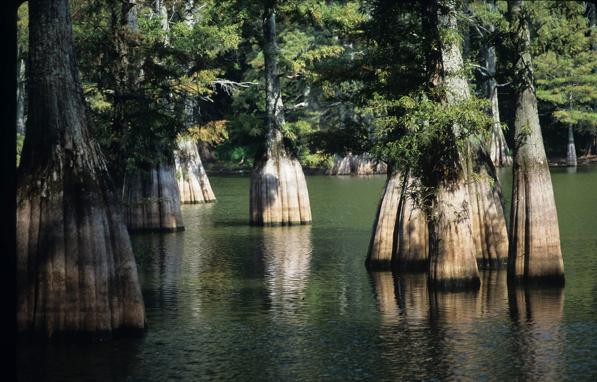 Big Thicket National Preserve | Find Your Park