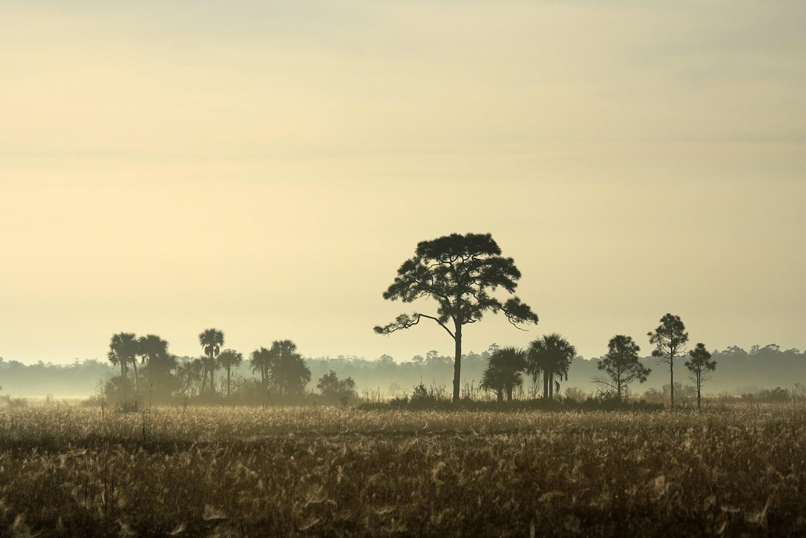 Big Cypress National Preserve | Find Your Park