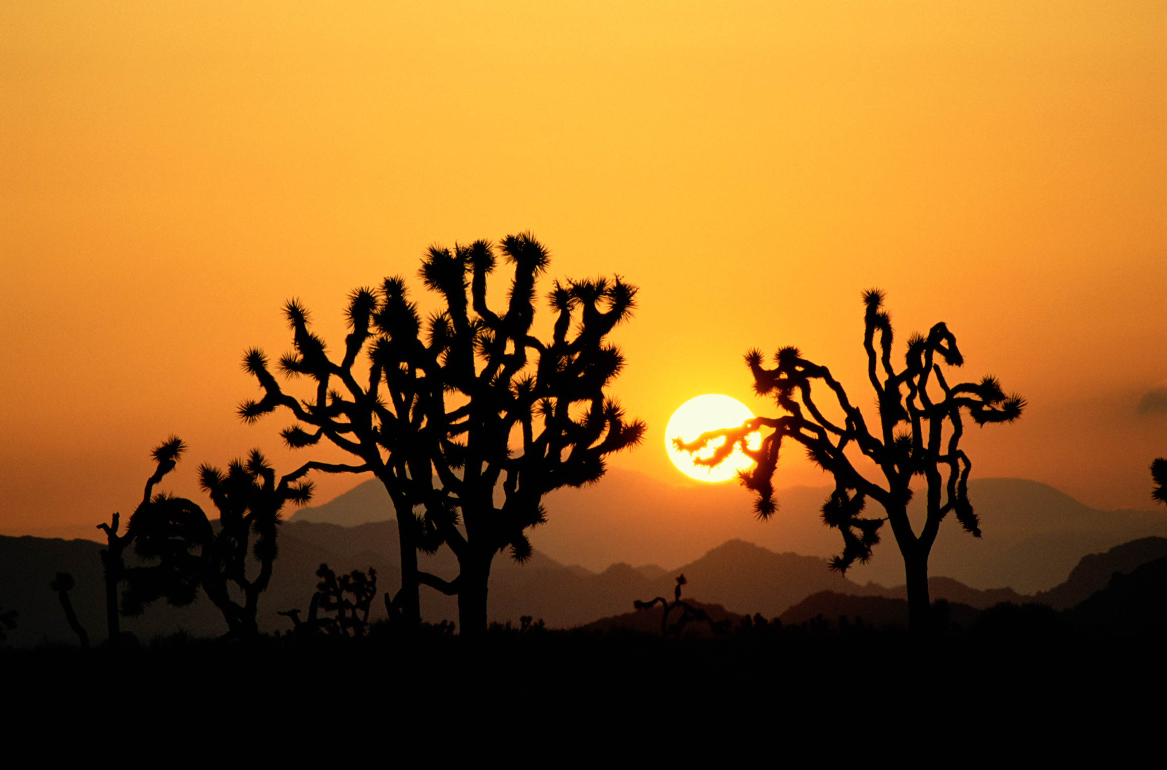 famous-trees-in-national-parks-find-your-park