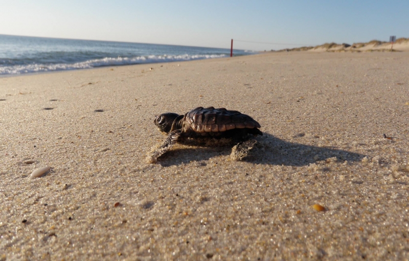Baby turtle crawling on the beach towards the ocean at Cape Hatteras National Lakeshore