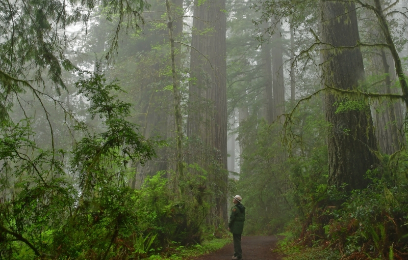 Ranger Greg Litten stands in the misty Redwood forest, looking upward