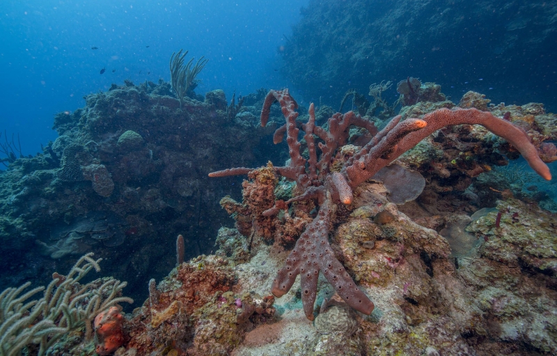 bajo el mar de coral