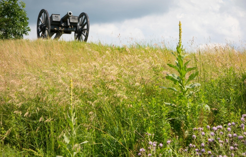 cannon overlooks hill with wildflowers