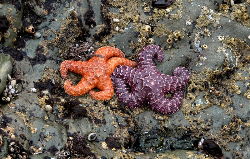 Orange and purple starfishes on the rocks at the tidepools of Olympic National Park