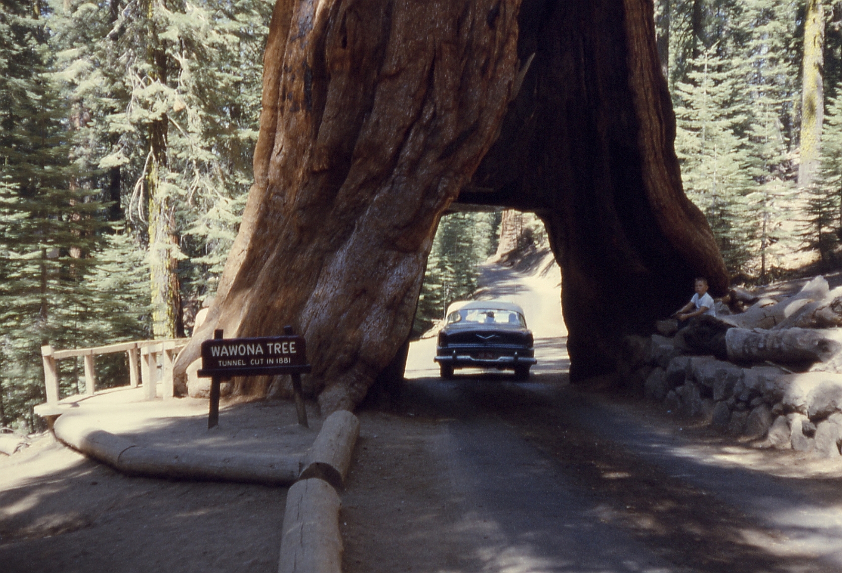 Tunnel tree in Yosemite is an age-old tradition in this national park.