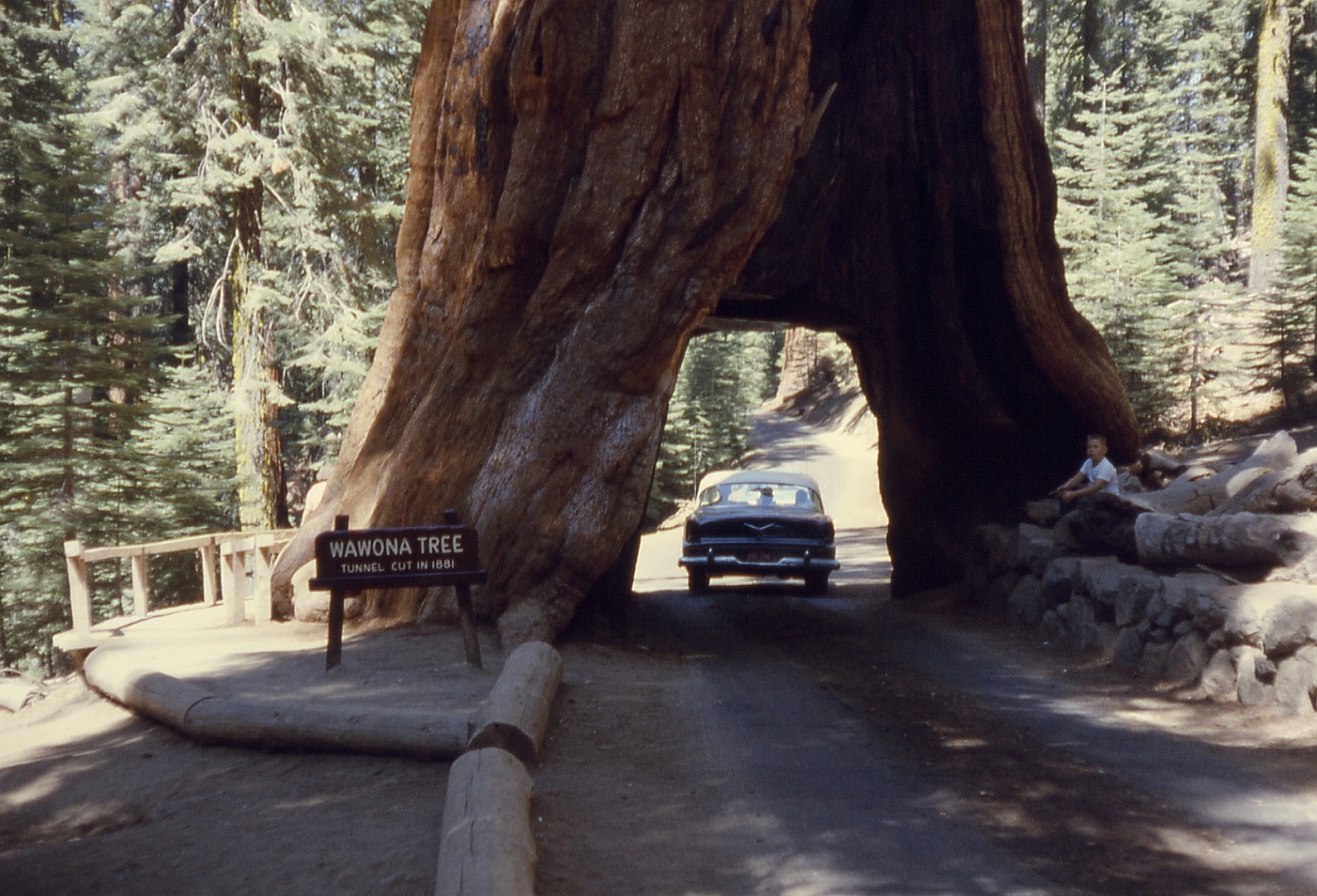 Túnel del árbol en Yosemite es una antigua tradición en este parque nacional.