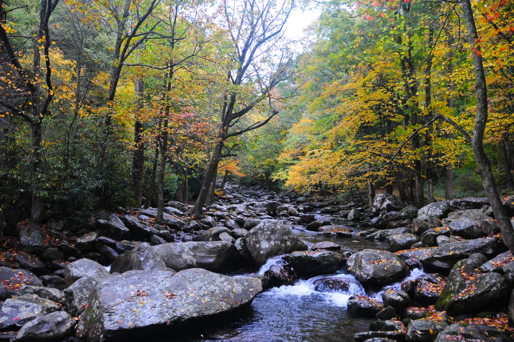 Trees with yellow leaves line a small, boulder-filled river