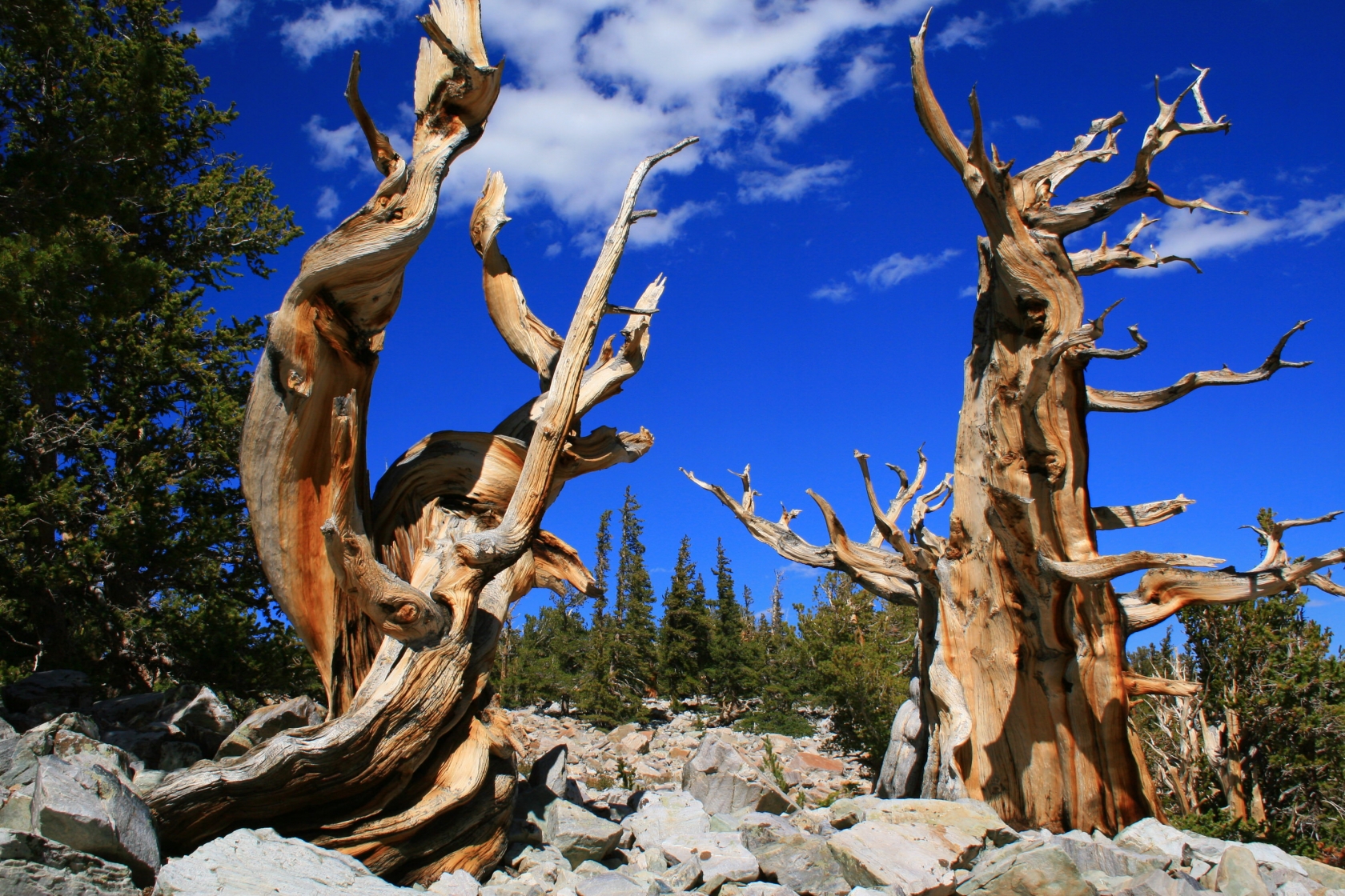 Ancient, weather worn, wiry branched Bristlecone pines stretch up to a deep blue sky in rocky, high-elevation area Great Basin National Park.