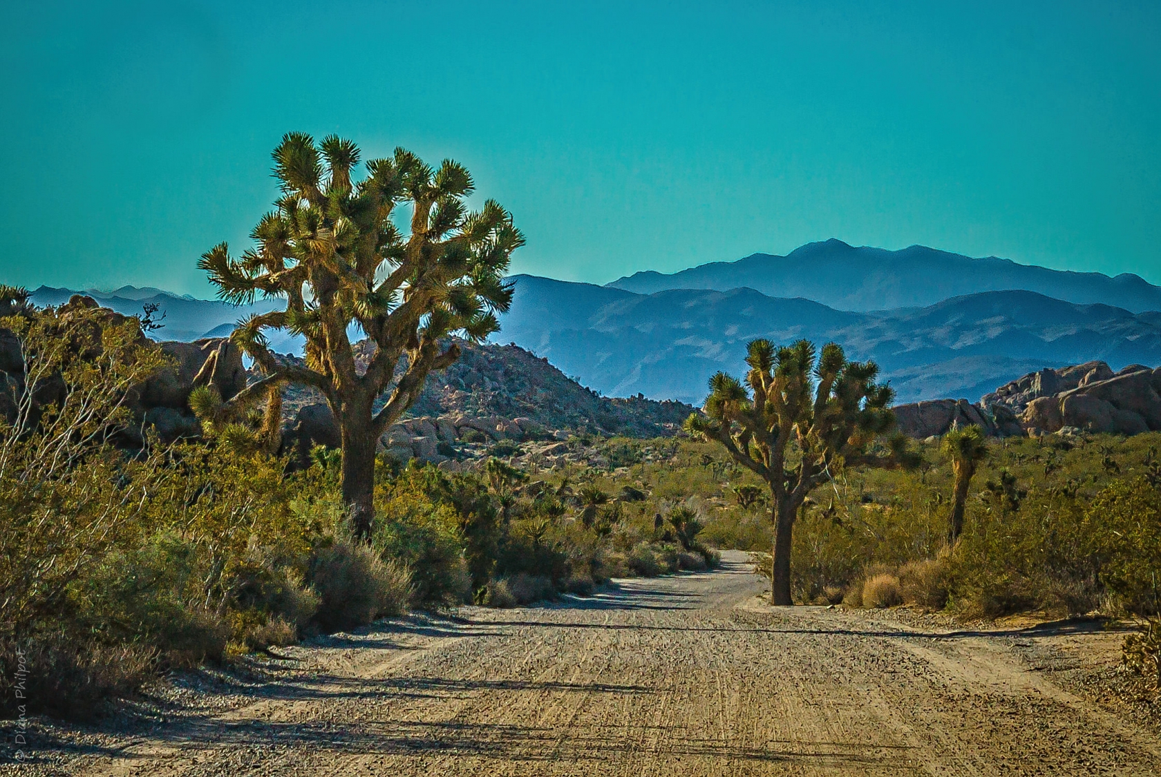 Joshua trees with straight trunks, twisted branches, and tight clusters of spiky leaves stand under a turquoise desert sky. 