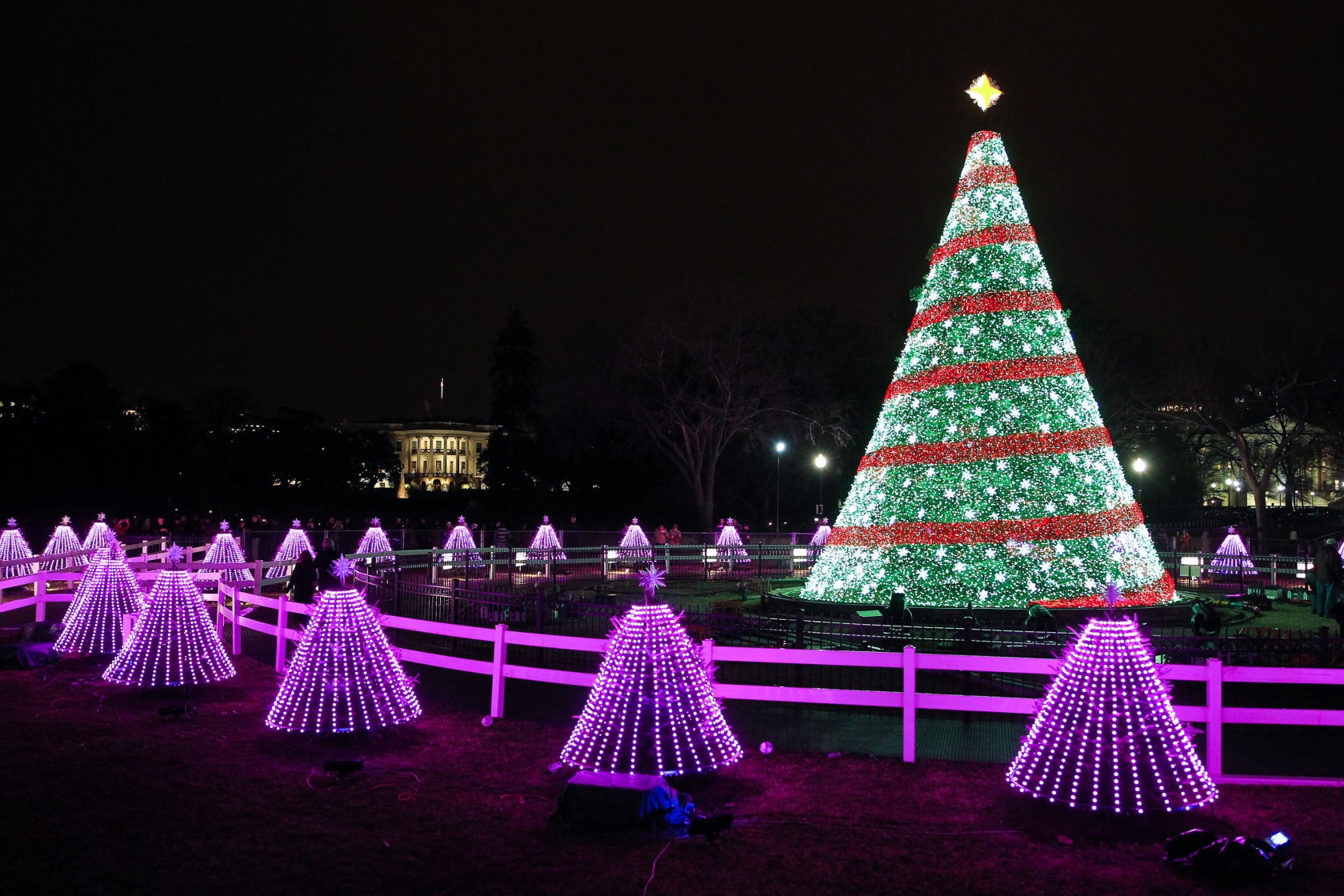 Red and green lit National Christmas Tree surrounded by short purple-lit evergreen trees at President's Park