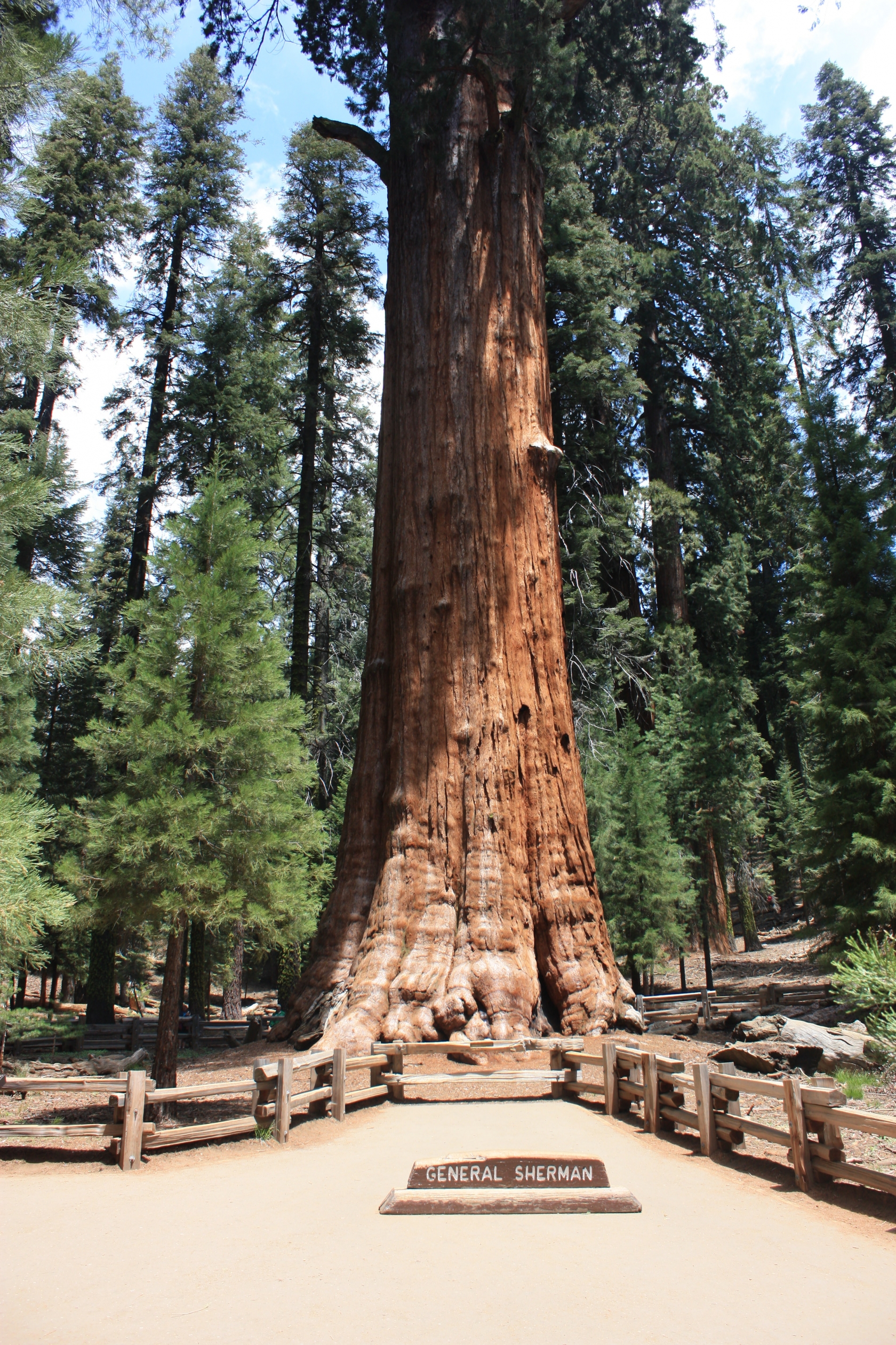 Secuoya gigante con una placa que dice "General Sherman" delante en el Parque Nacional Sequoia