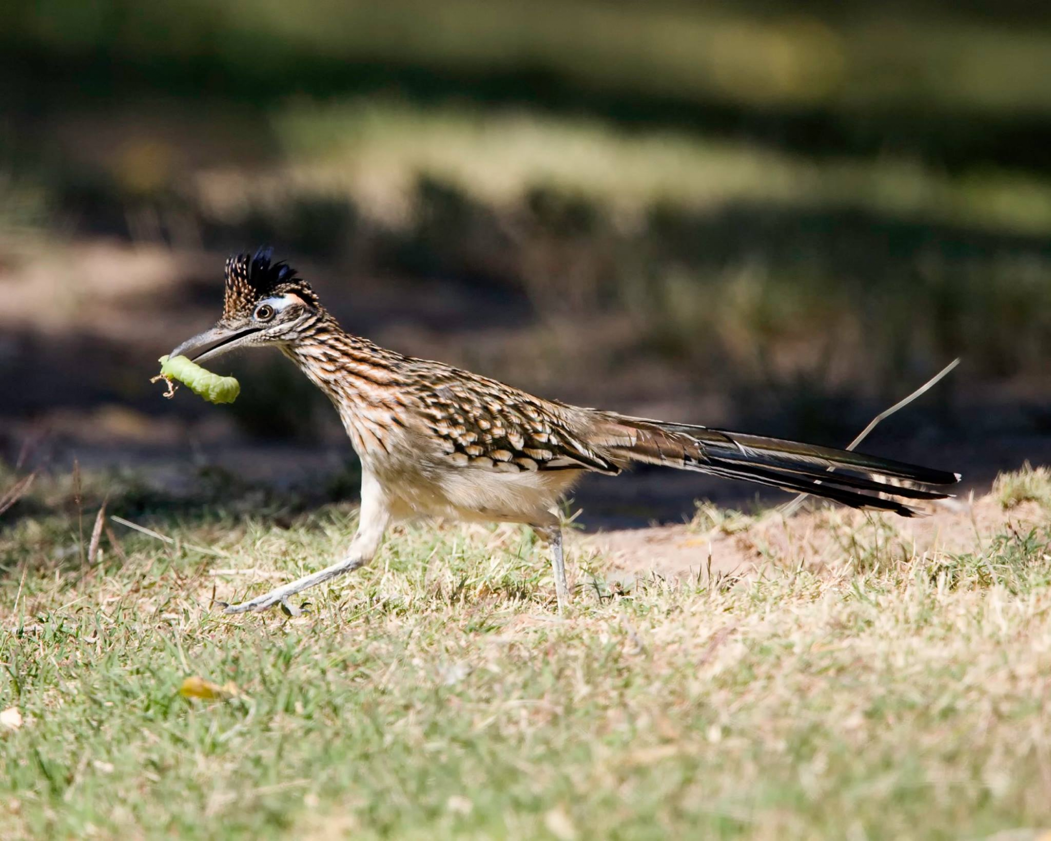 A roadrunner with a green caterpillar in its mouth running on the grass at Big Bend National Park