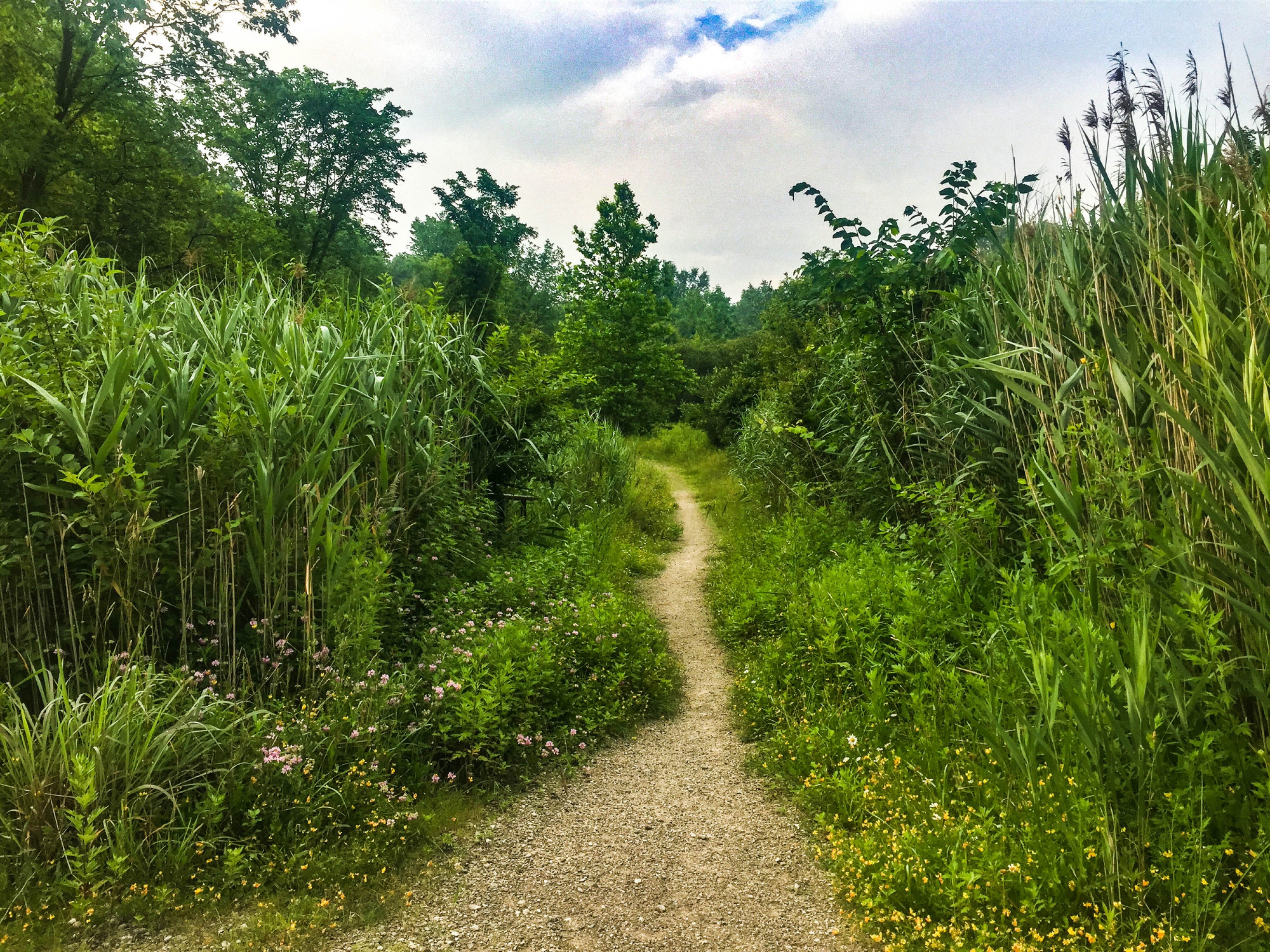 Trail through tall grass