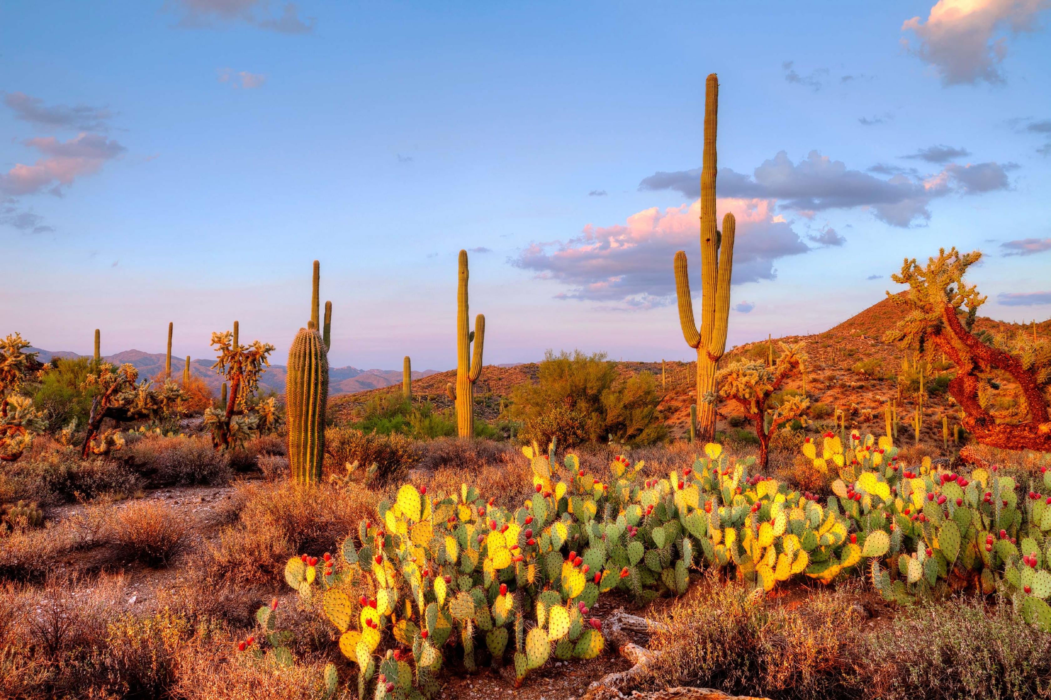A grove of cactus, a regular site at Saguaro National Park.