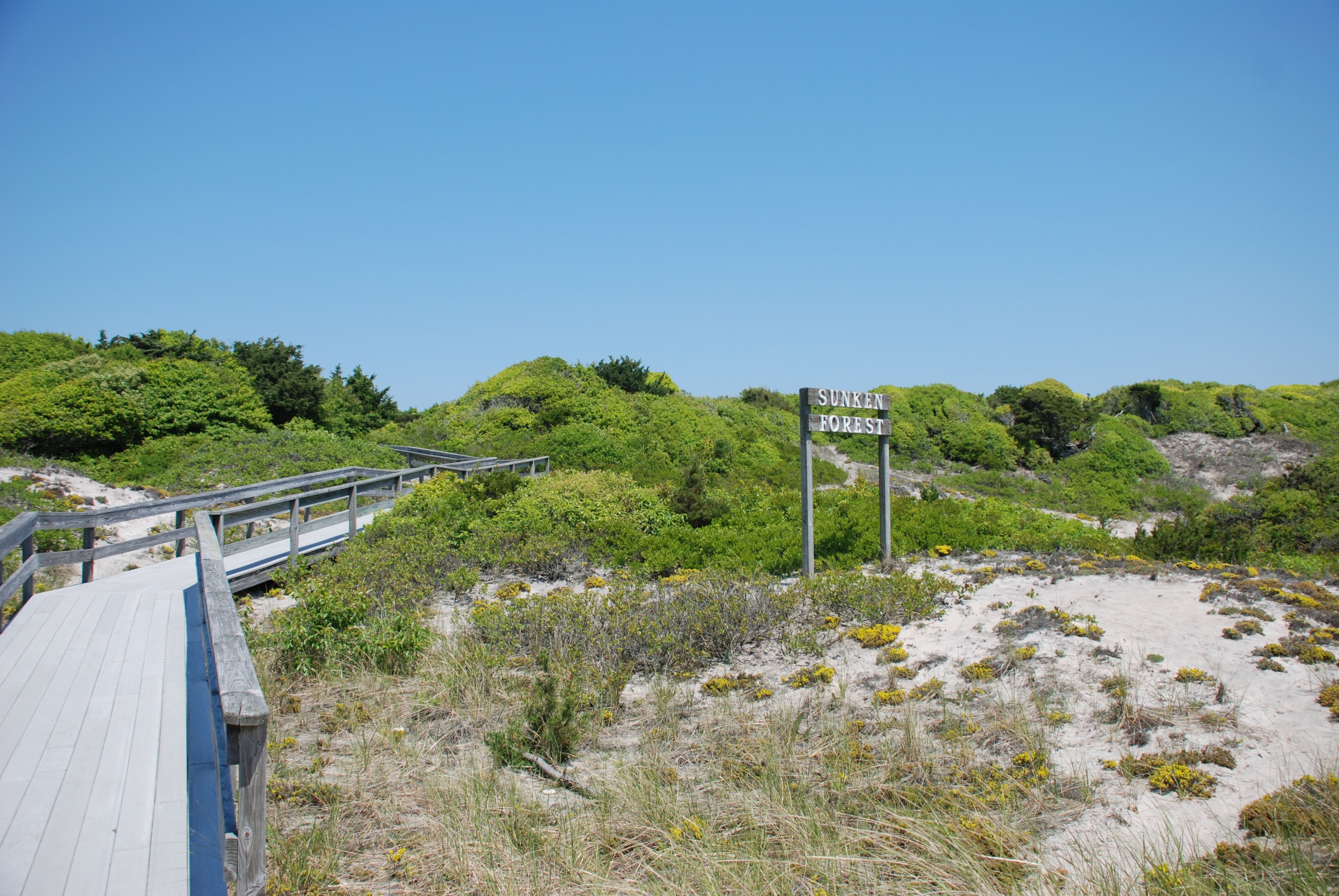 A sign welcomes visitors to the Sunken Forest on the seashore at Fire Island.