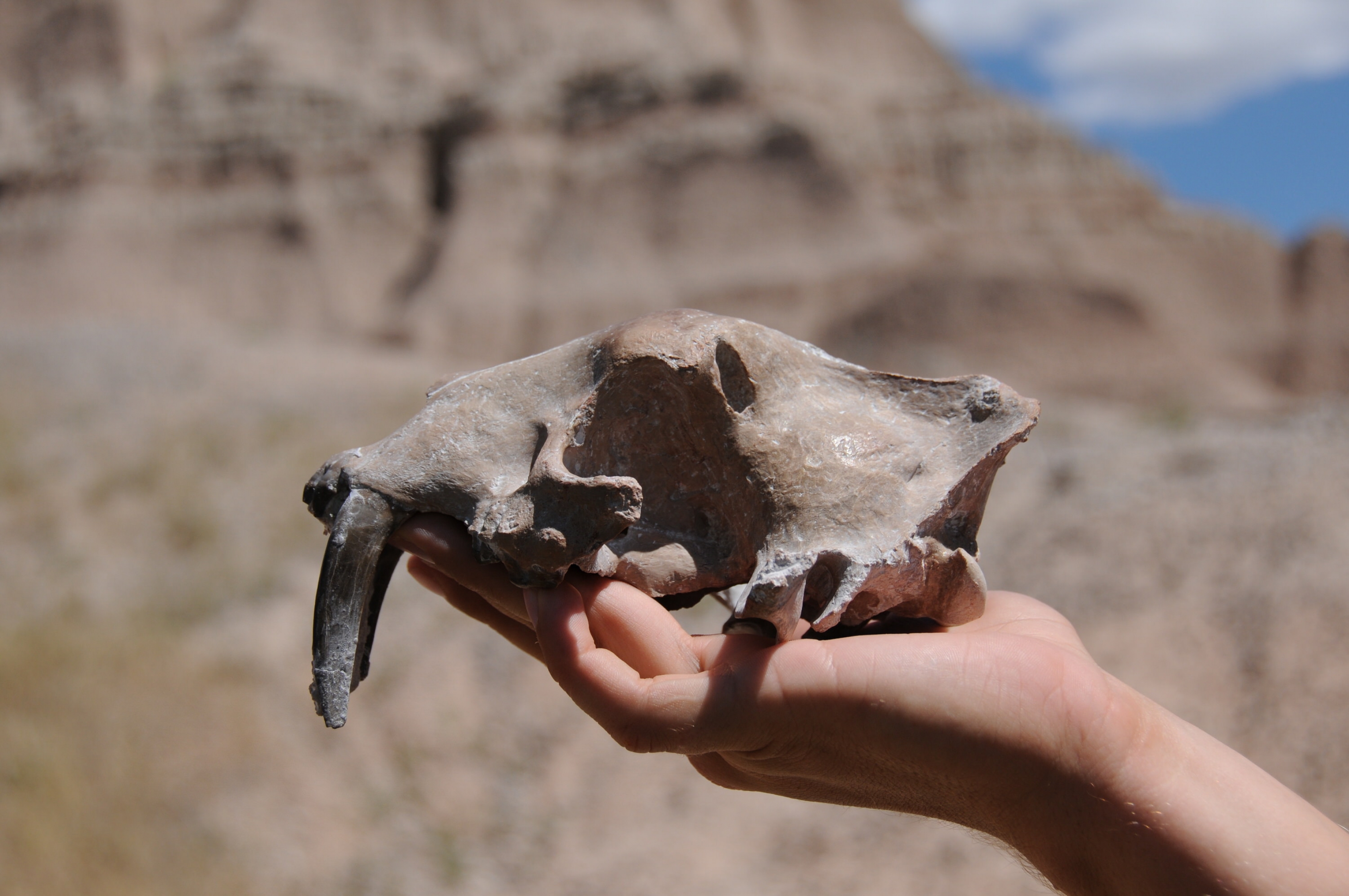 Primer plano de la mano sosteniendo un fósil de un diente de sable cráneos gato