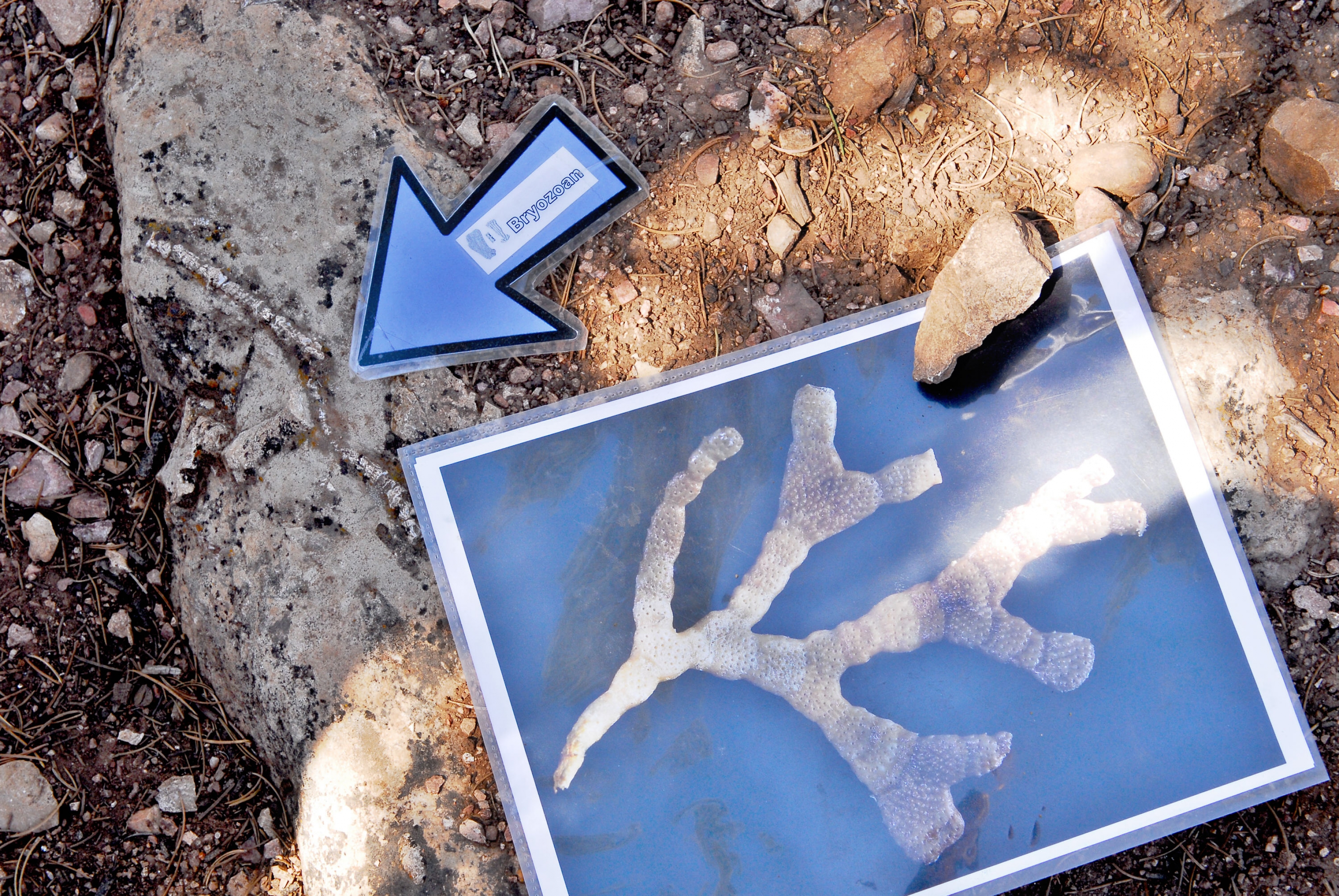 Bryozoan fossil in the Kaibab limestone next to an identifying marker at Grand Canyon National Park