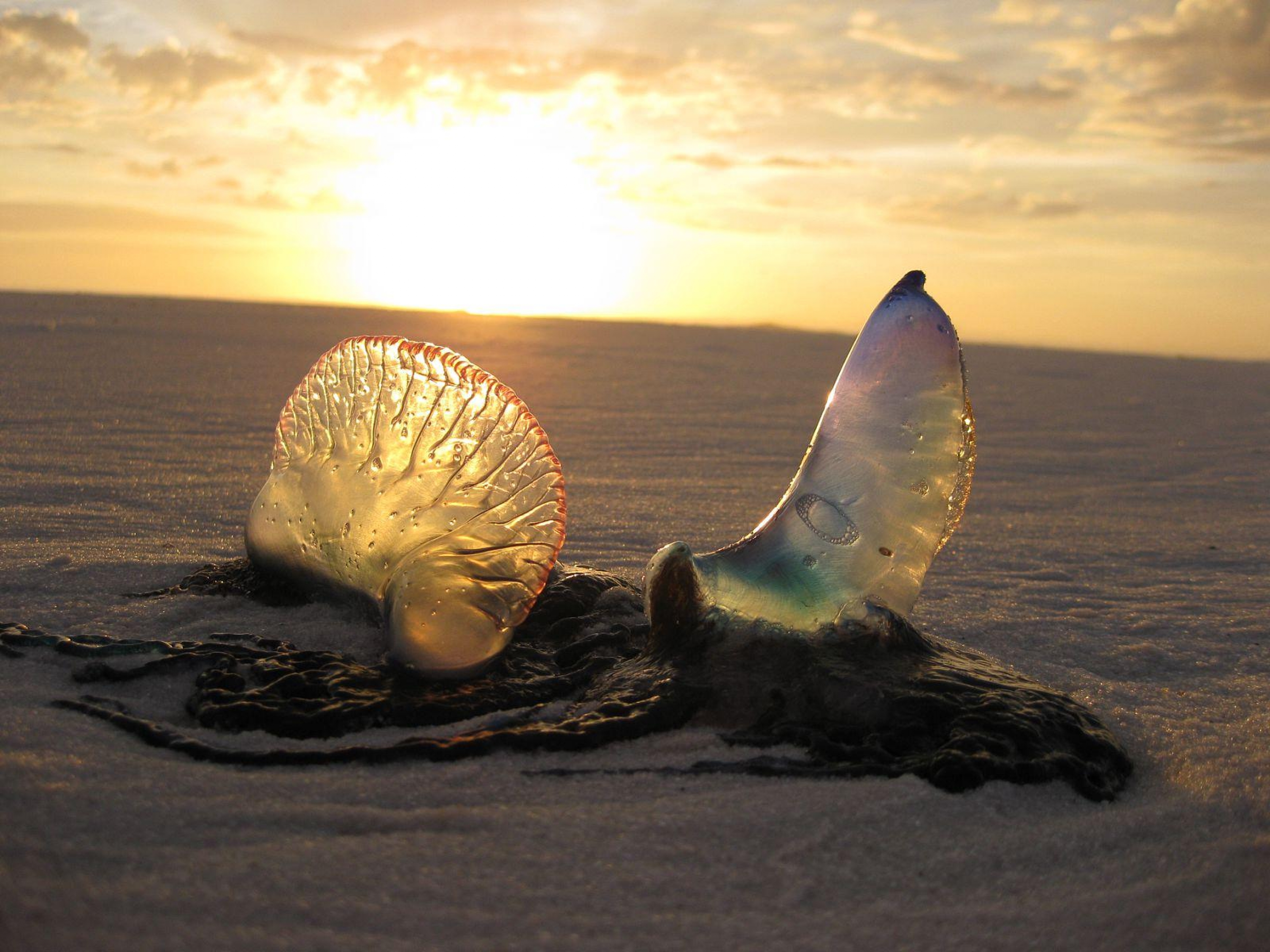 Una medusa de guerra en la playa en Gulf Island National Seashore.