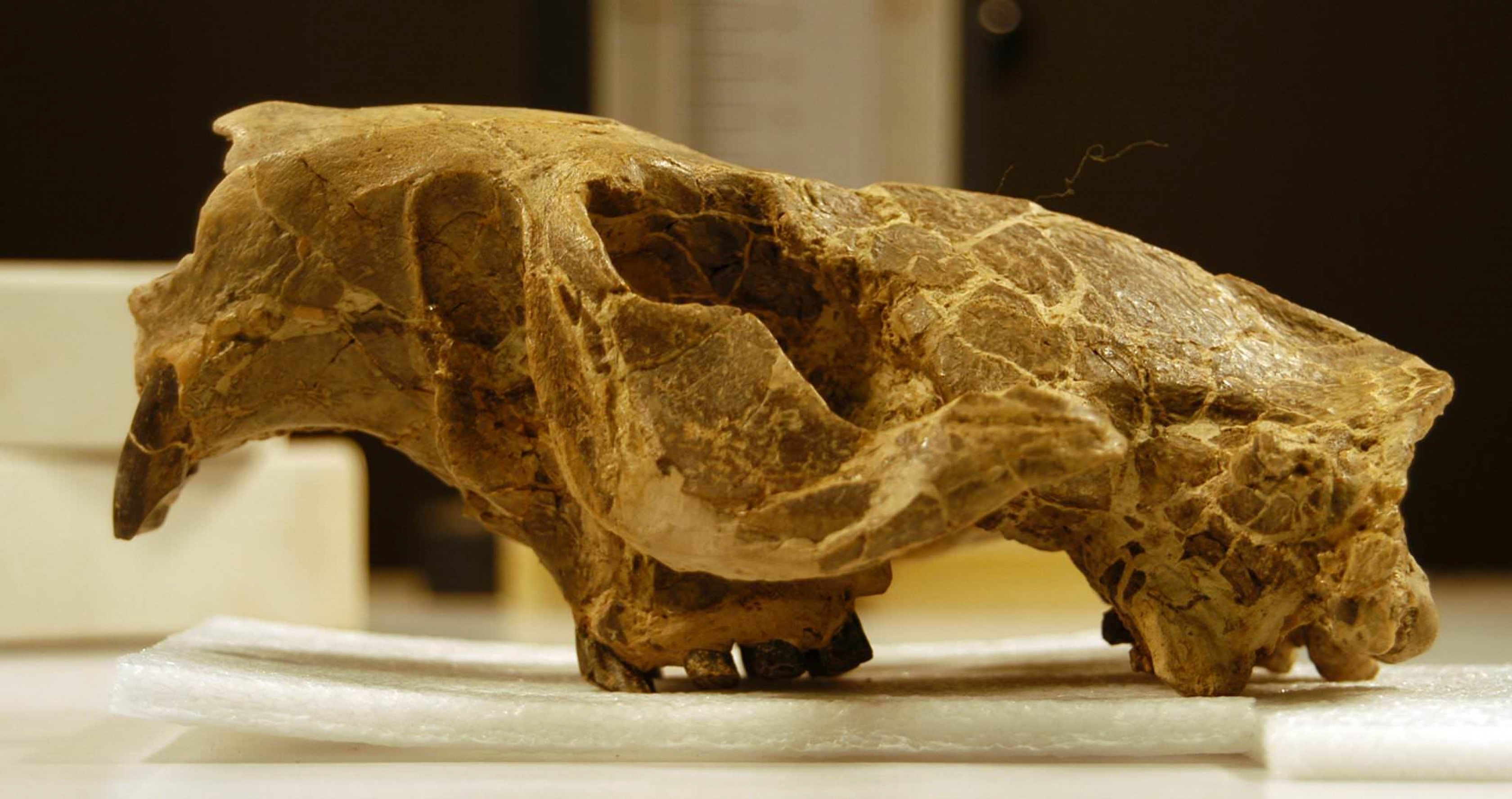 Un cráneo fosilizado en camas fósiles Hagerman.