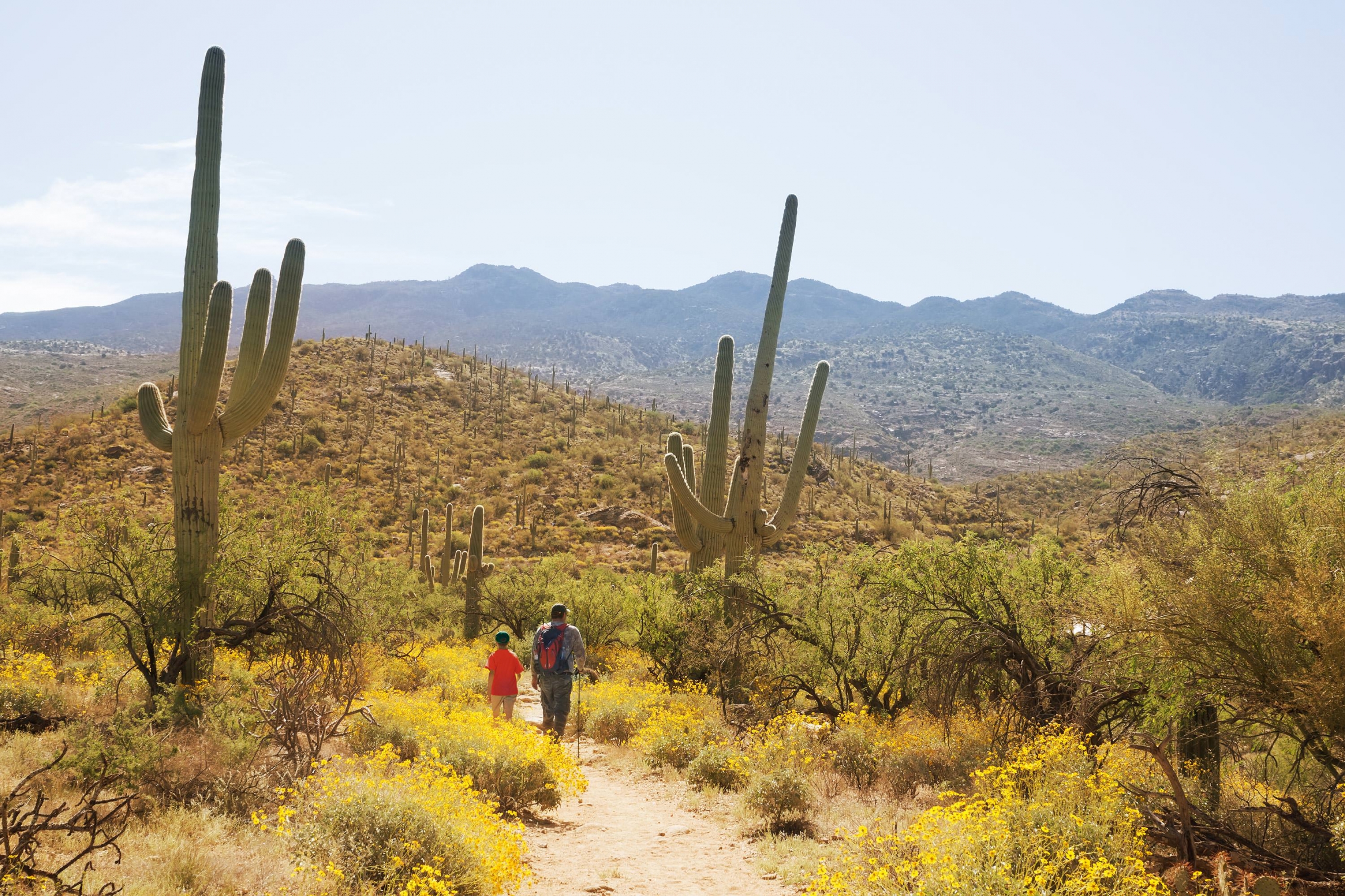 A father and son walk through cacti at Saguaro. 