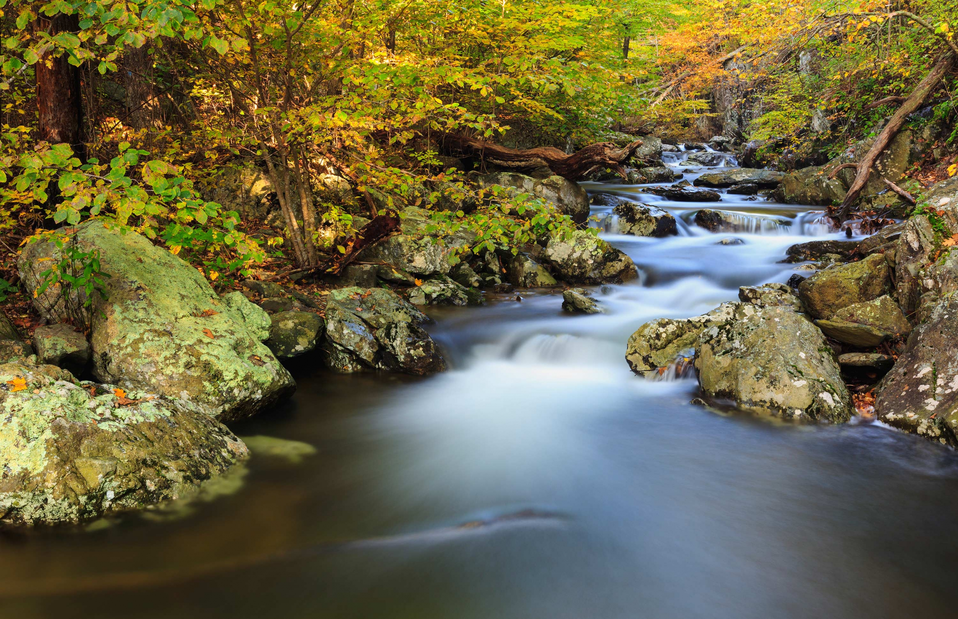 White Oak Canyon offers swimming in Shenandoah National Park.
