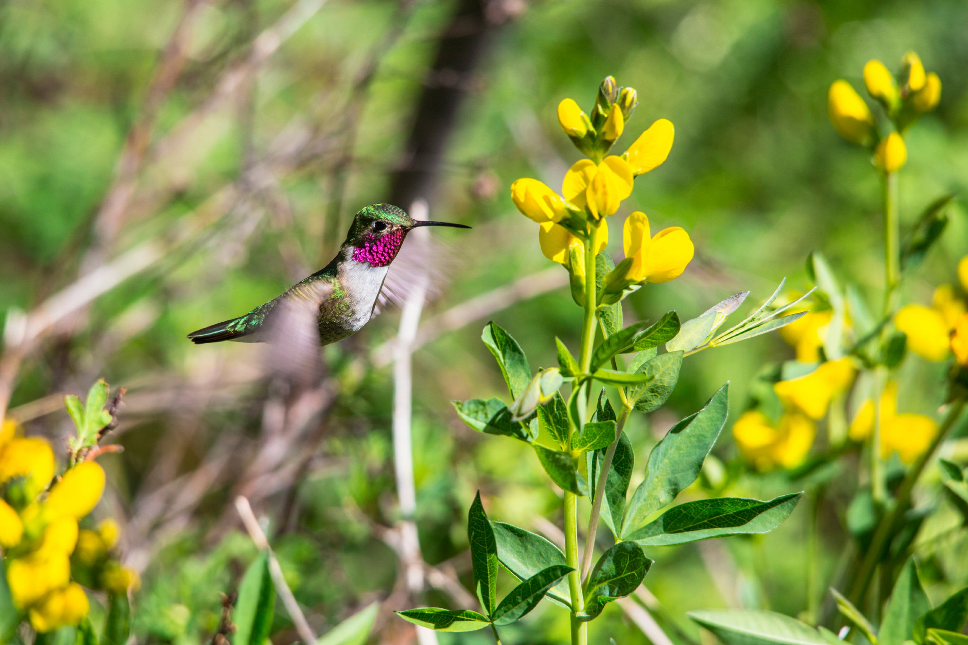 A broad tailed hummingbird in Rocky Mountain National Park.
