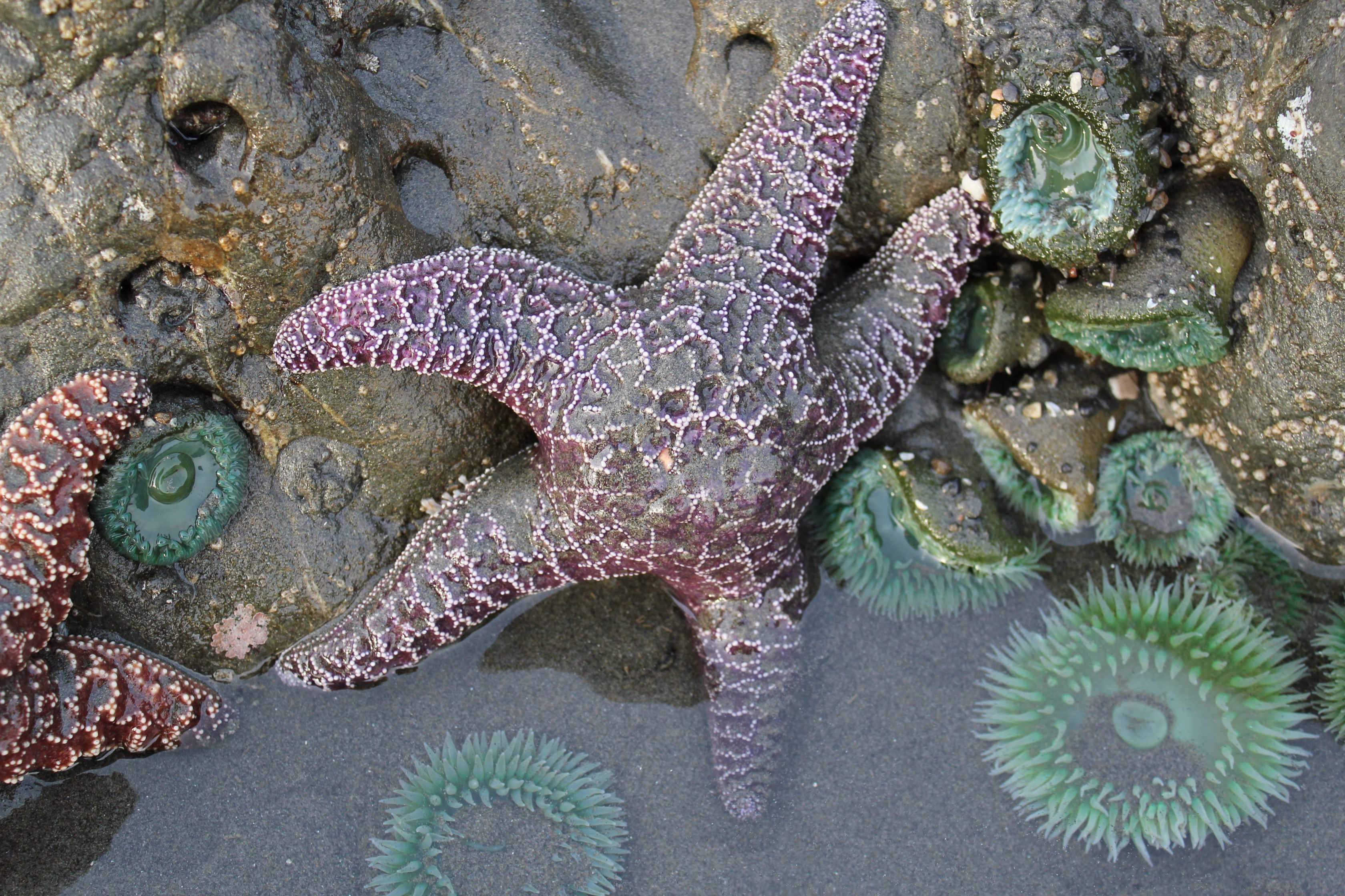 Una estrella de mar ocre púrpura en el Parque Nacional Olympic.