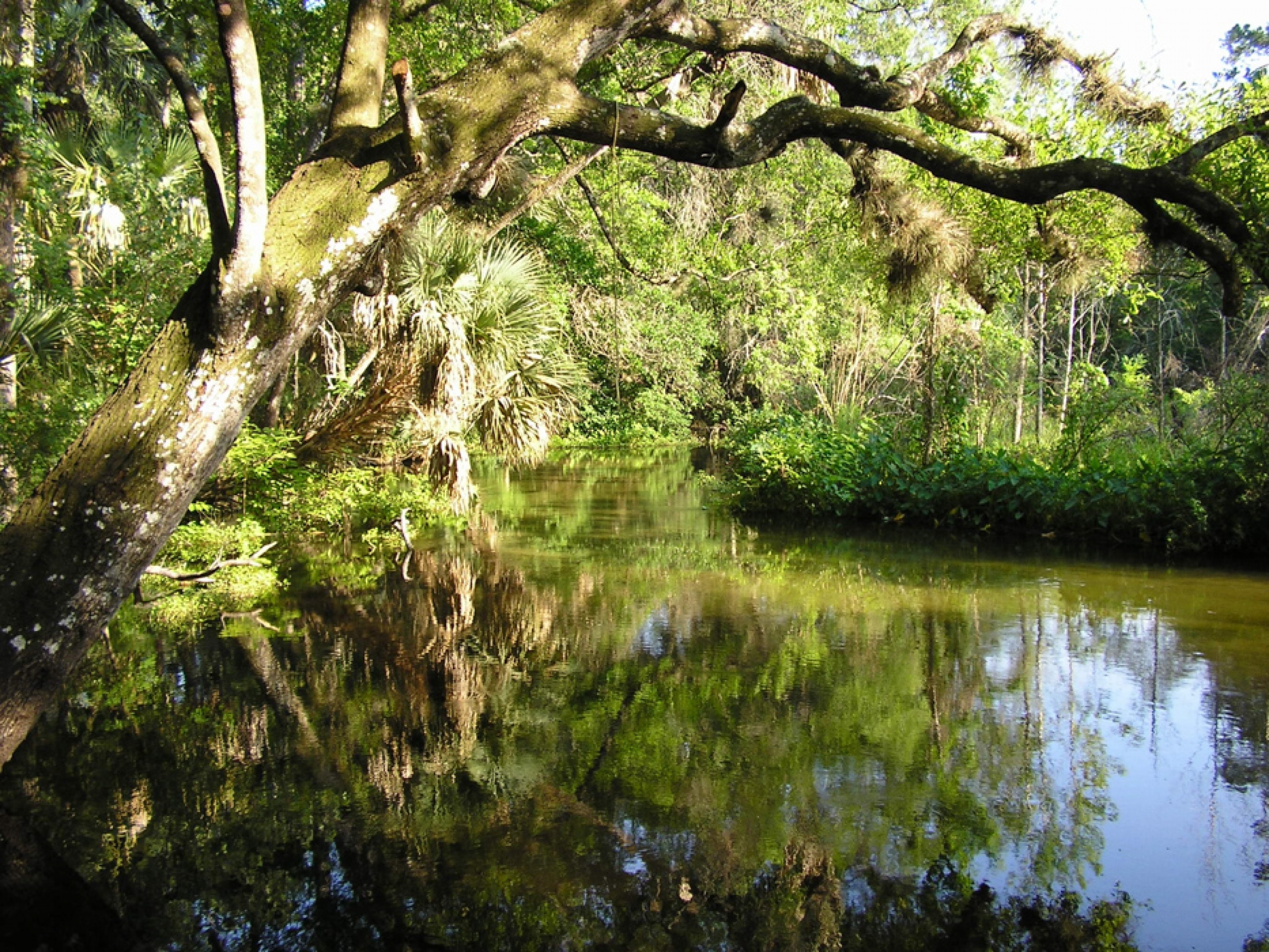 Árboles que cuelgan sobre el río Wekiva verde y pintoresco de líneas verdes