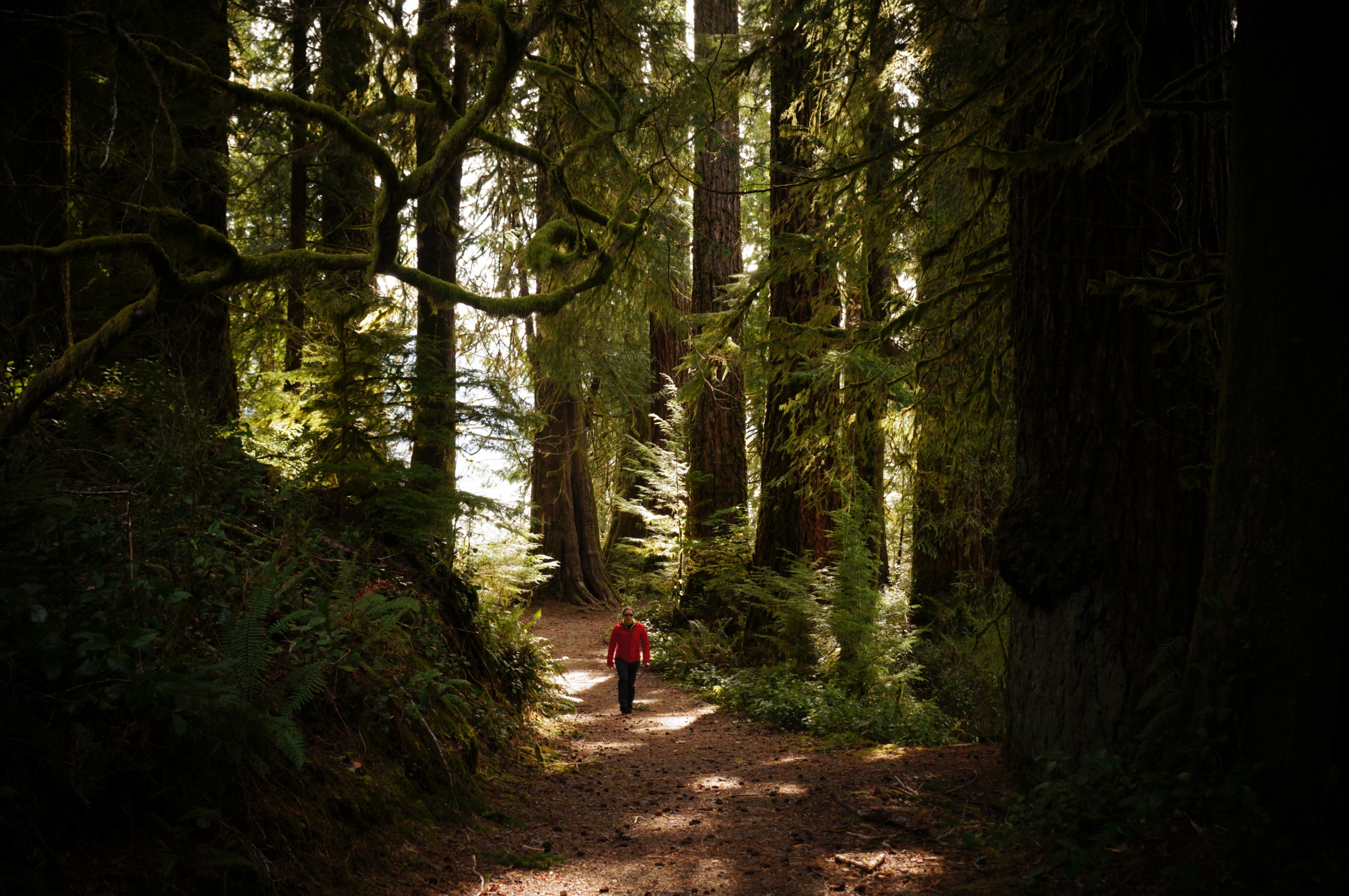 Un caminante hace su camino por el bosque en el Parque Nacional Olympic.