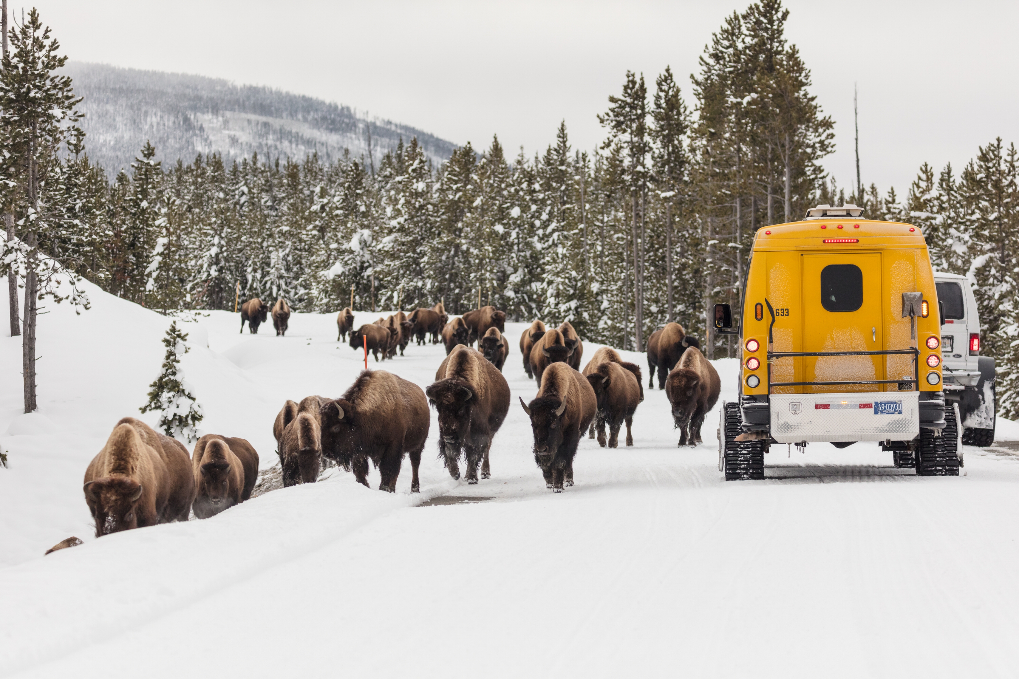 A herd of bison and a yellow snowcoach sharing the snowy road at Yellowstone National Park