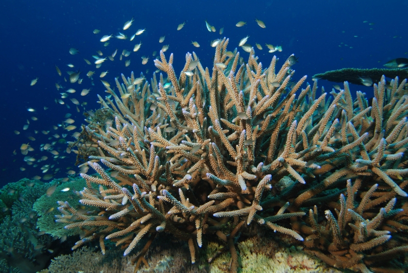 Coral bajo el mar