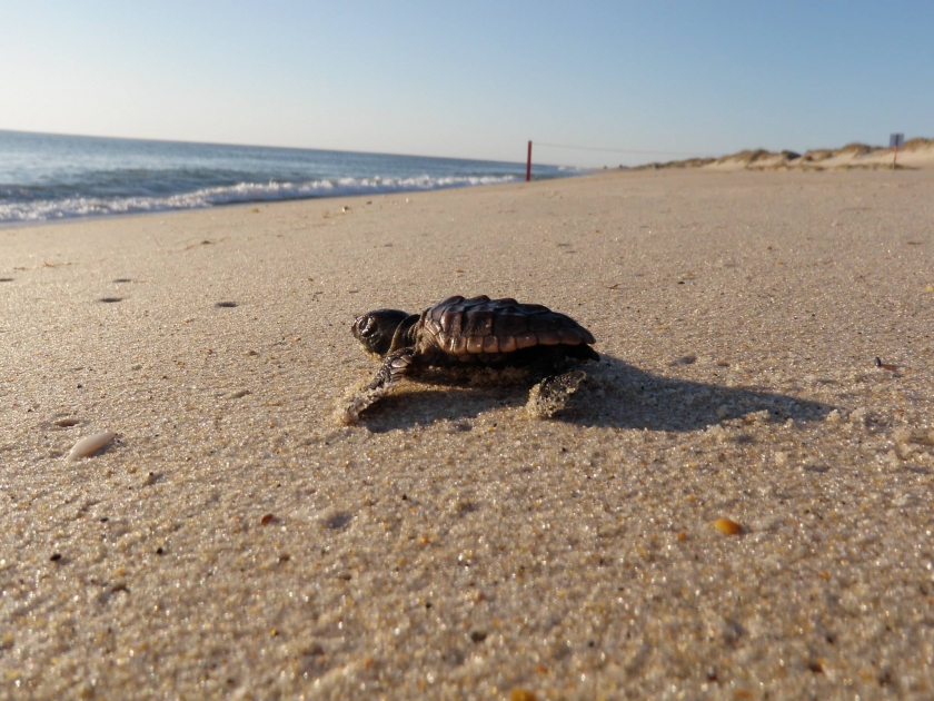 Baby turtle crawling on the beach towards the ocean at Cape Hatteras National Lakeshore