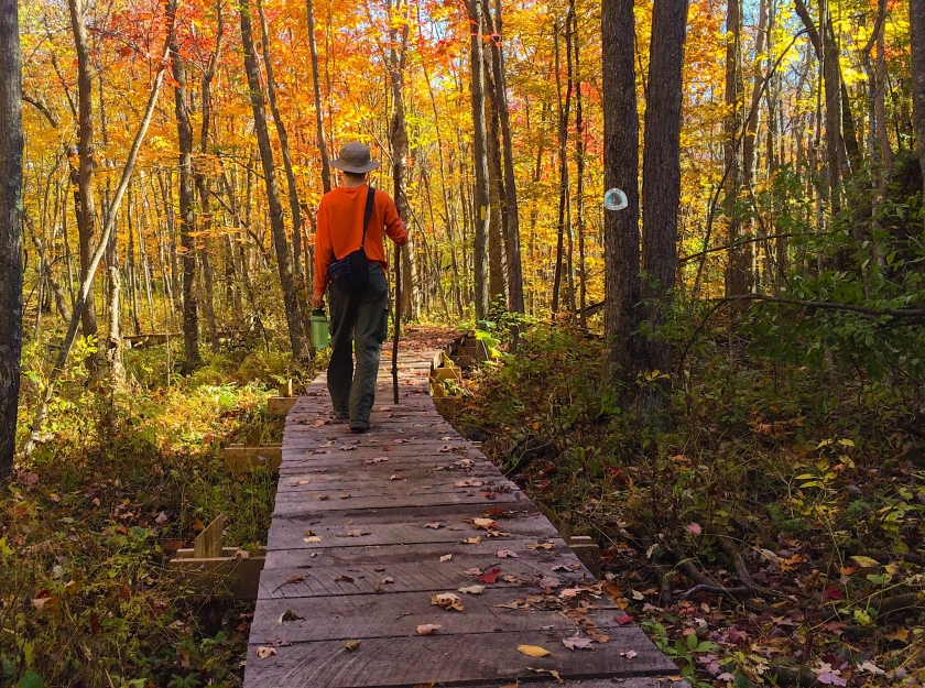 Person in bright orange long-sleeved shirt walking down a wooden boardwalk through the autumn forest on Ice Age National Scenic Trail