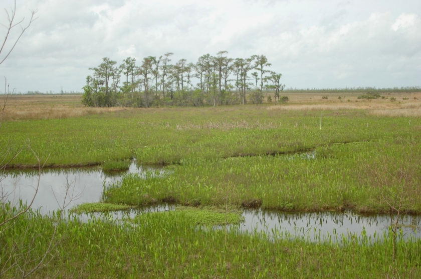 Marshes in the Barataria Preserve at Jean Lafitte National Historical Park and Preserve