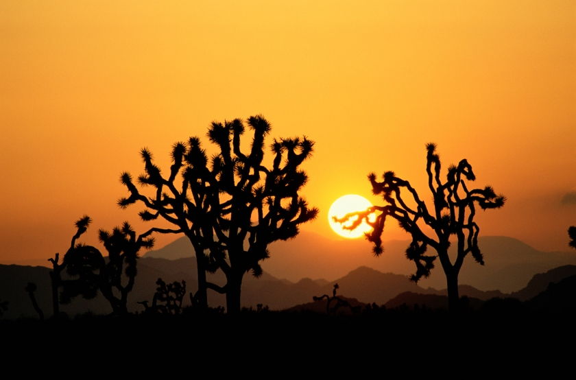 Sun low in the orange sky with silhouettes of the funky Joshua Trees at Joshua Tree National Park