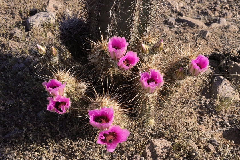 Pink flowered hedgehog cactus