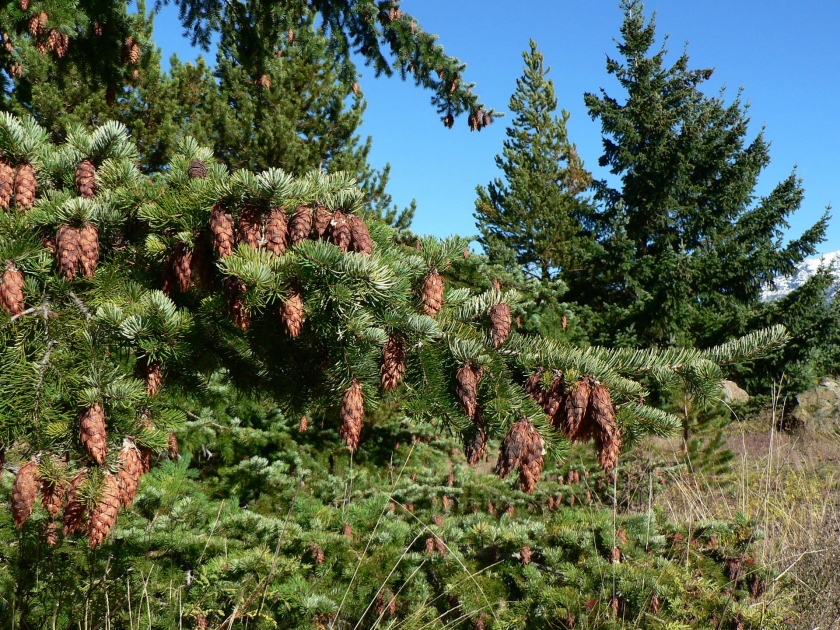 pine cones and pine tree branch