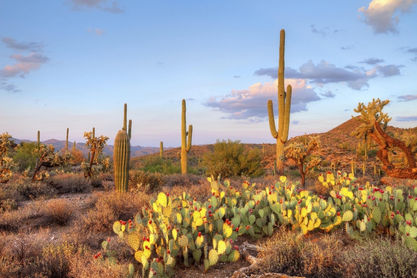 cacti reflect sunset