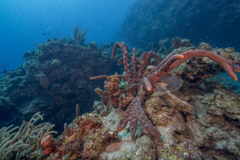 under the sea coral