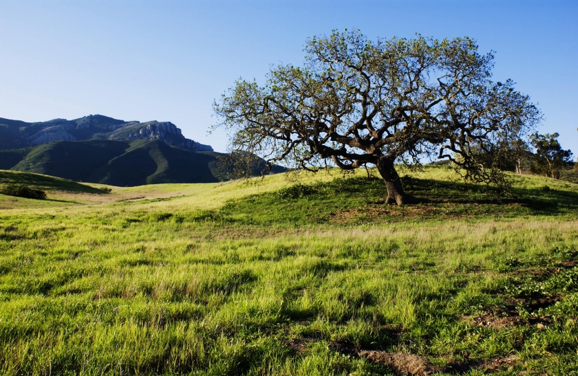 tree on hill with large hills in background