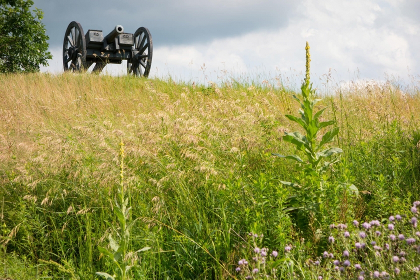 cannon overlooks hill with wildflowers