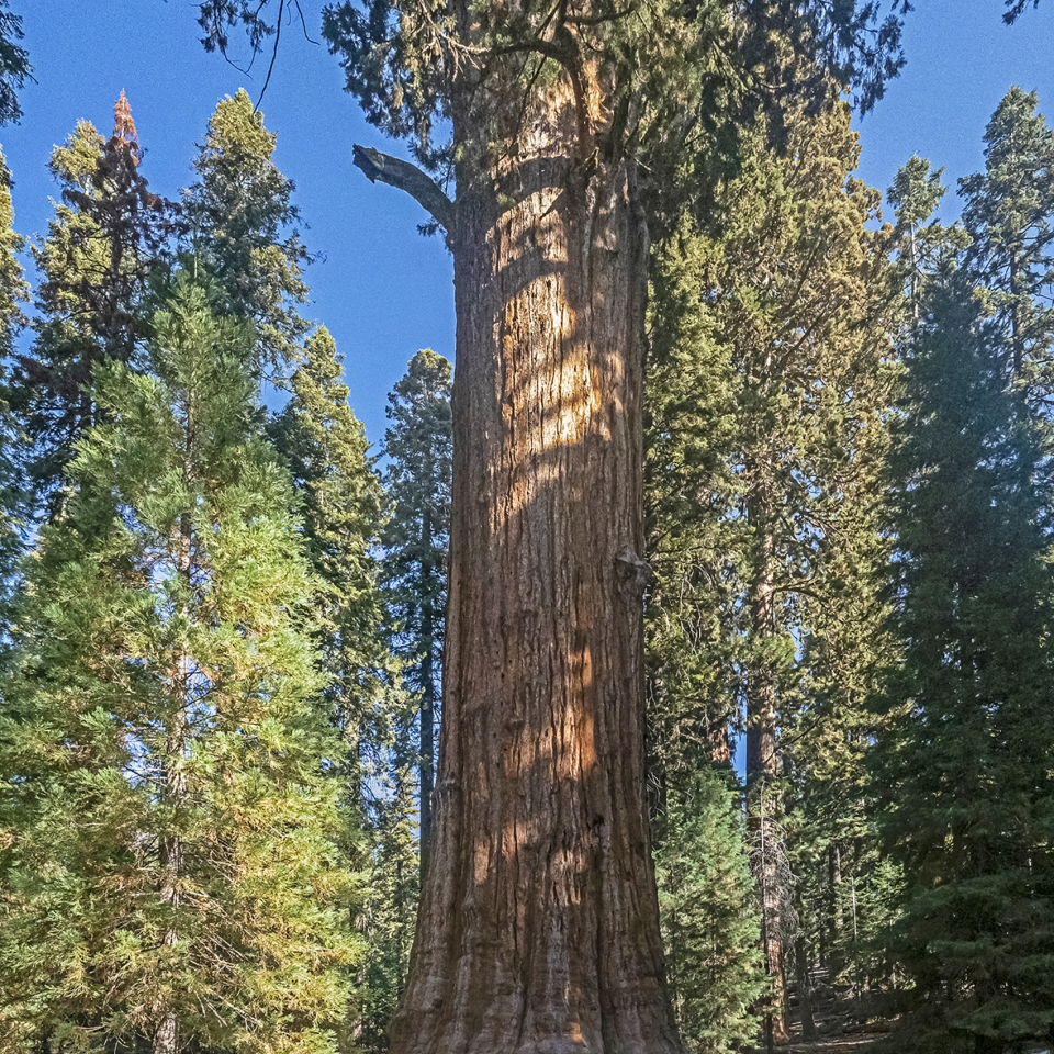 General Sherman Giant Sequoia Find Your Park   General Sherman 2 