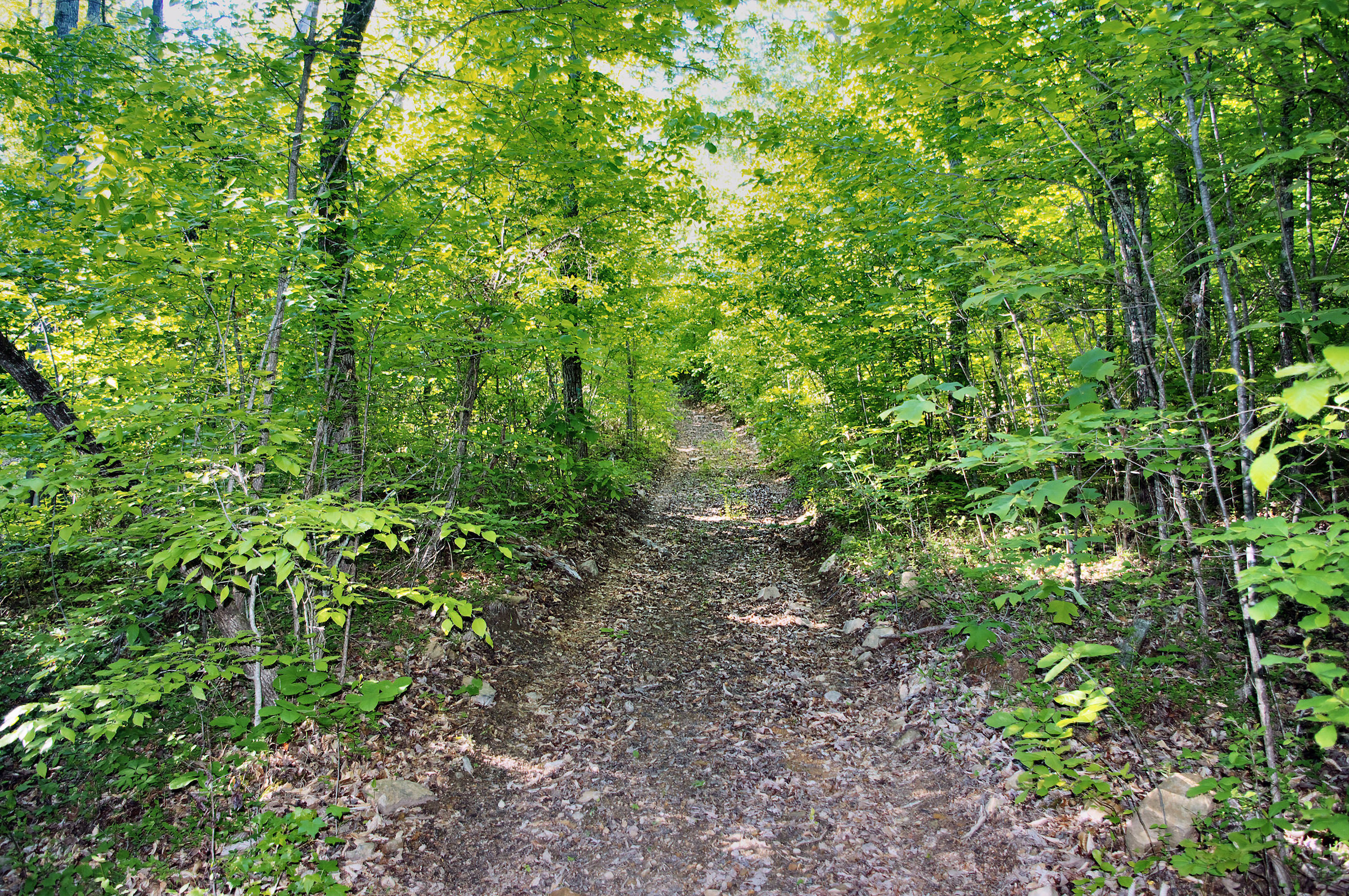 trail-of-tears-national-historic-trail-find-your-park